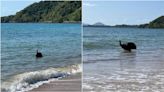 Stunned beachgoers watch ‘world’s most dangerous bird’ emerge from ocean, video shows