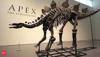 Stegosaurus skeleton 'Apex' sells for record $44.6 million. Why is it so expensive?