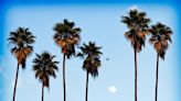 What to know about Southern California’s iconic palm trees