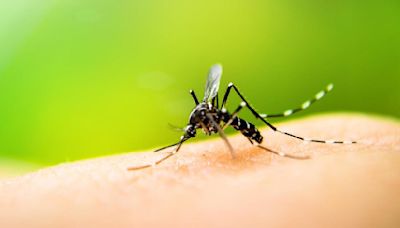 Broward Mosquito Control out in force to curb mosquito populations post-flooding