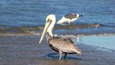 Wildlife officials raise concerns after numerous 'emaciated' pelicans found stranded along coast: 'It really is a crisis'