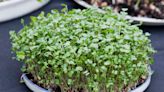 10 of the Tastiest Types of Microgreens to Grow Indoors