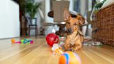 Your pup will love these fun and useful dog products from Amazon