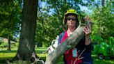 CT trees are under attack by more than bugs. Hartford and state fighting back.