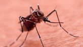 Dengue fever sufferers explain what happens when you have the deadly illness