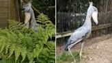 Rare ‘dinosaur’ bird settles into new home at Exmoor Zoo