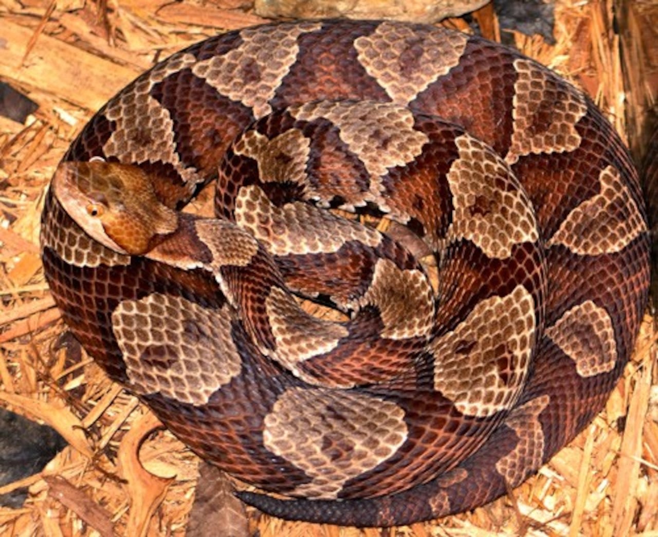 Copperhead snake bites candidate removing election signs