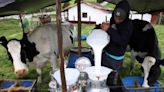 Analac alerta sobre crisis en el sector lácteo colombiano: ¿Por qué?