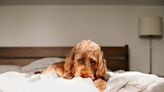 Goldendoodle’s Race Against Mom to Get into Bed First Is So Relatable