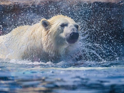 'Hard to hear': Calgary Zoo visitors distraught by death of polar bear Baffin originally from Assiniboine Park Zoo