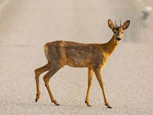 El 63% de los accidentes que se registran en carreteras de Palencia son por animales