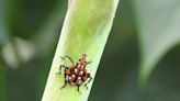 Spotted insects are truly bad news