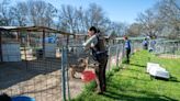 Officers rescue 250 dogs from Oklahoma puppy mills in 2-year animal cruelty investigation