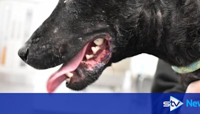 Man handed animal ban after dog left with 'horrendous' exposed jaw bone