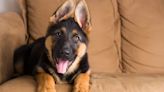 German Shepherd Puppies: Cute Pictures And Facts