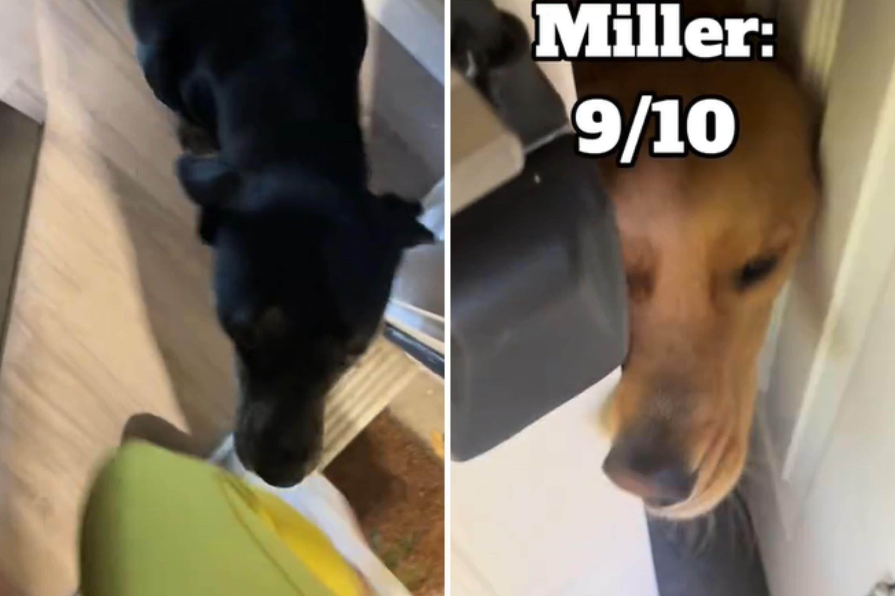 Dog walker rating how pups greet her melts hearts: "Should be a series"