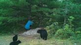 Research into habitats, diet could allow bear cub rehabilitation by next spring