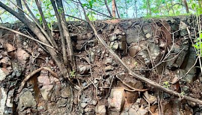 Pune: ARAI Under Fire For Damaging Tree Roots During Trench Digging