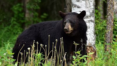 Black bear in Tampa: Here's how to keep it away from your home