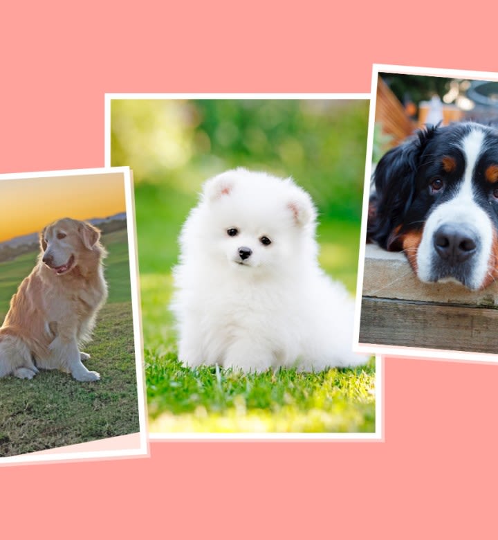 25 Fluffy Dog Breeds I've Loved—and You Will Too
