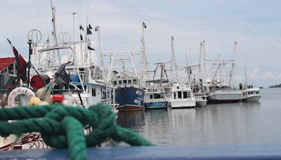 Incopesca valora permitir a barcos palangreros extraer carnada viva otra vez