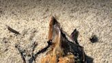 Countless dead bats wash up among beachgoers in Michigan City, Long Beach. Storms blamed.