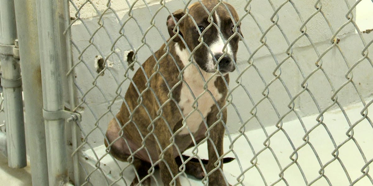 New program aims to lower kill rates at Augusta Animal Services