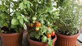 Here Are the Best Vegetables to Grow in Containers, Pots, or Window Boxes