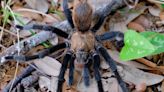 When do tarantulas come out in Texas, and are they dangerous? What to know