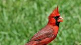 I find joy in the birds outside my window, especially the northern cardinal 'Stan the Man'
