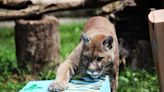 Cougar that was rescued in 2004 dies shortly after 18th birthday at Dickerson Park Zoo