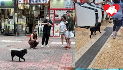 十二歲貴婦狗徘徊旺角被送到漁護署 阿棍屋日前成功接走將安排尋家 - 香港動物報 Hong Kong Animal Post