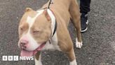 XL bullies: Republic of Ireland to restrict ownership of dog breed