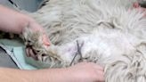 Vets transform dog with the most horrific case of matting—"We will fix her"