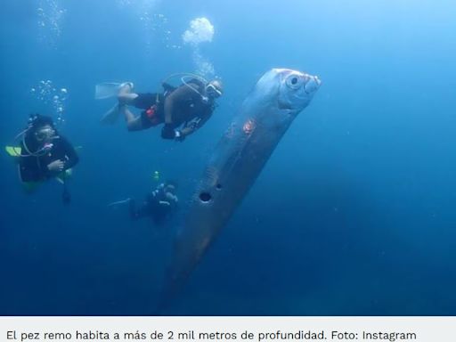 Reciente aparición del pez remo ha despertado curiosidad y temor