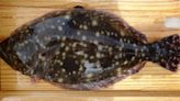 North Carolina suspends 2024 recreational flounder season to protect stock
