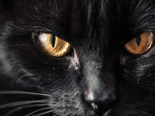 El mundo a través de los ojos de un gato y su interesante forma de ver la vida, ¿es su visión igual a la de un humano?