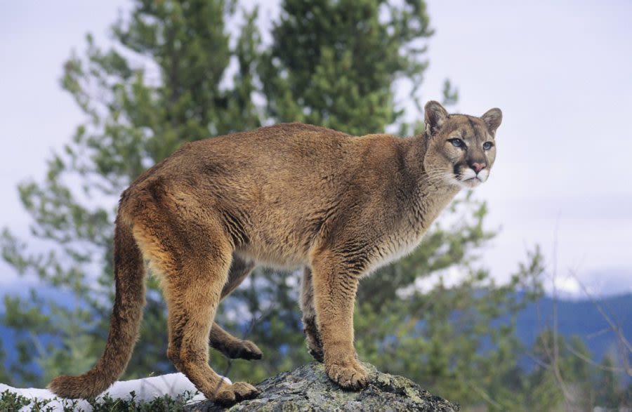 Mountain lion sighting in San Jose, some residents advised to say inside