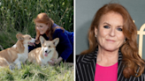 Sarah Ferguson marks late Queen's death anniversary with update on the monarch's beloved corgis