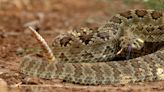 Woman bitten by rattlesnake while hiking on Hidden Valley Trail near Murrieta