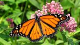 Attention Tenneesseans: You Can Help The Monarch Butterfly Population Grow