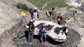 Tres niños descubren fósil de dinosaurio extremadamente raro