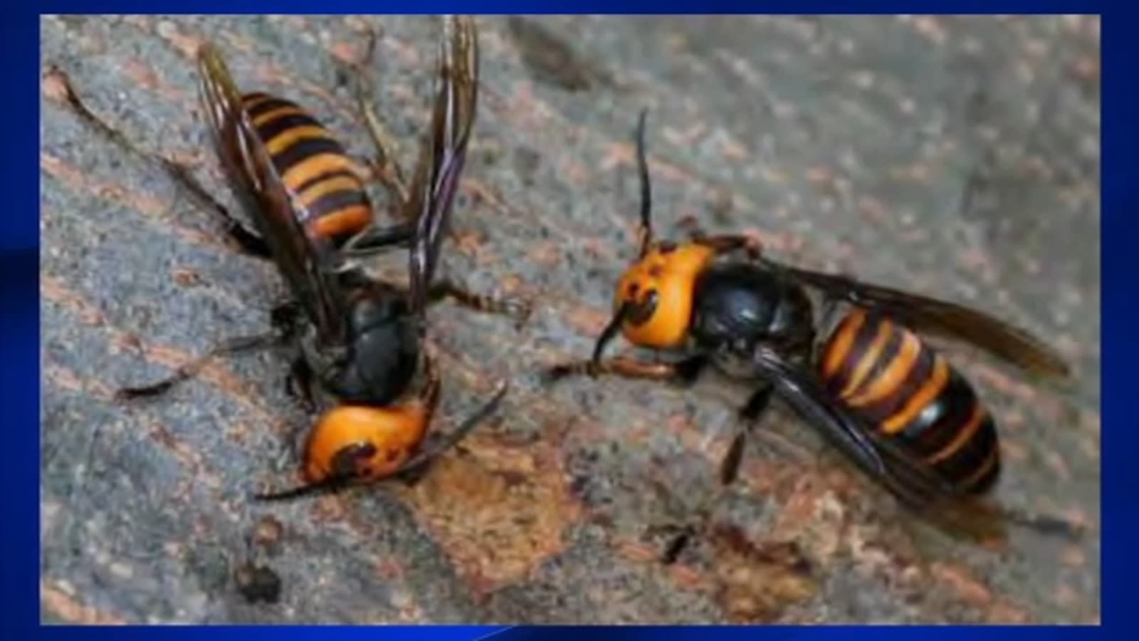 Keep an eye out for invasive yellow-legged hornet in North Carolina