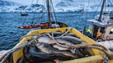 El último viaje del bacalao skrei: el lujo asequible que arrasa en España