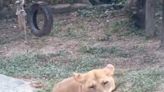 驚悚畫面曝光！野生獼猴闖壽山動物園嬉戲 慘遭母獅無情撲殺