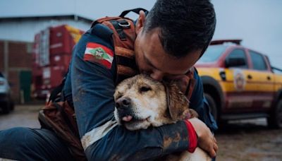 Como é a rotina de cães heróis e como eles atuam em grandes desastres?