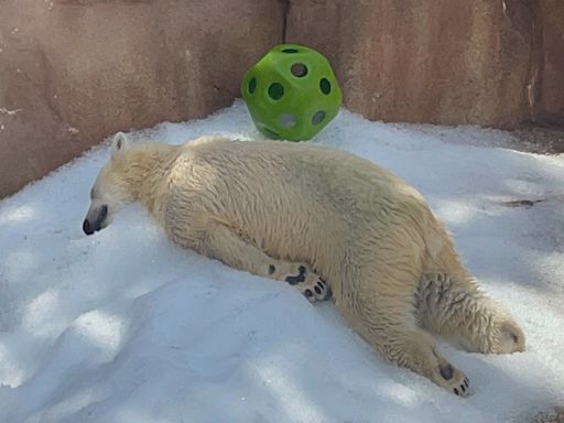 影/太熱了！日本動物園北極熊「趴冰上消暑」 網：好像我本人