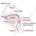 Nasal cavity