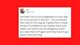 29 Of The Funniest Tweets About Cats And Dogs This Week (July 10-15)