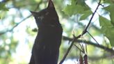 Cat stuck in tree for 5 days in Harlem coaxed down safely